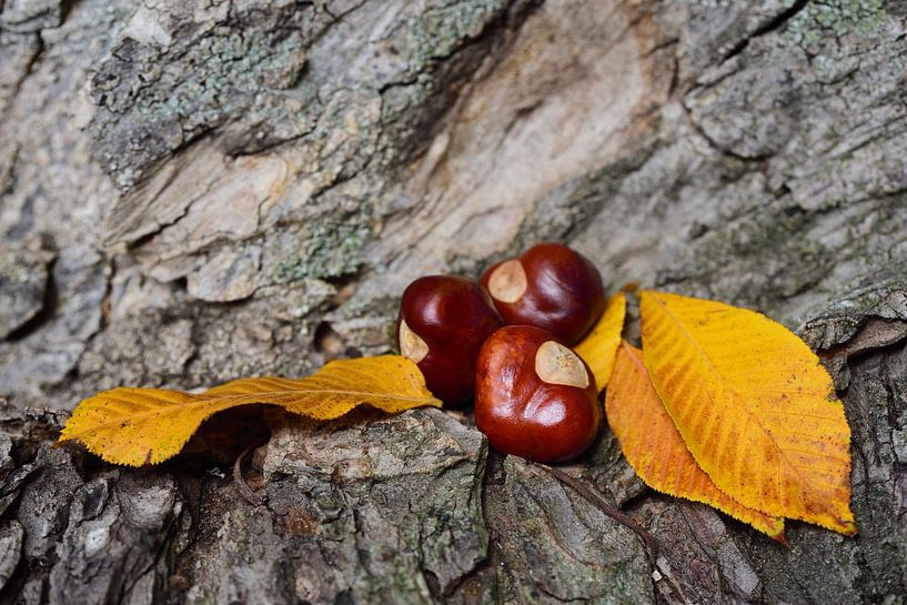 Kastanien im Herbst von Ulrike Leone