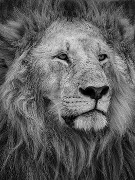 Der König der Löwen