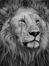 Der König der Löwen von Sandra de Swart Miniaturansicht