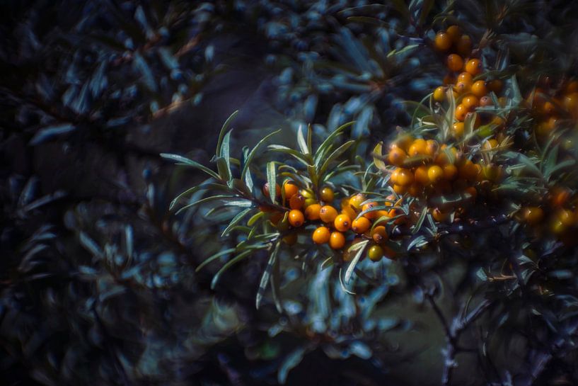 Sea buckthorn by What I C
