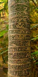 Palme mit Grafik 4 von Alie Ekkelenkamp