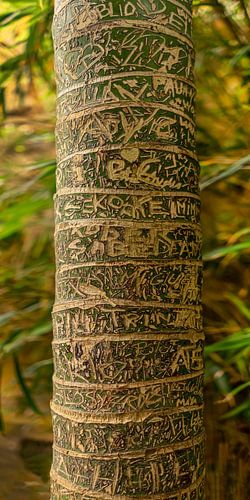 Palm met Grafische Tekening 4 in Goud Geel