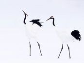 Japanse Kraanvogels van Alexander Koenders thumbnail