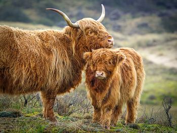 Schotse hooglander met jong