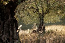 Olijfboom in sfeervol zonlicht. van Rens Kromhout