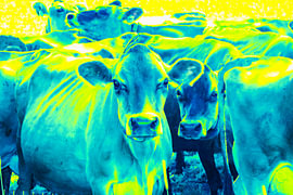 Yellow Teal Cow by ArtSiriExloo