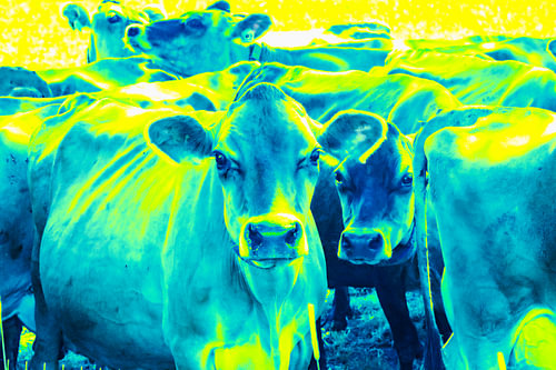 Yellow Teal Cow