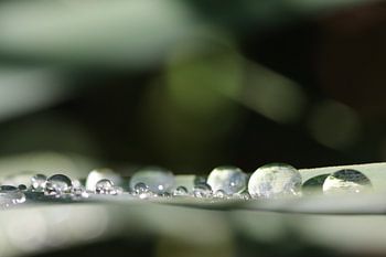 Morning Dew – Glistening Water Drops