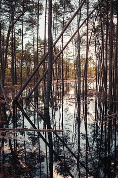 The Mirror of the Wilderness in the Baltic States