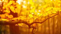 Nederlandse herfst van Richard Driessen thumbnail