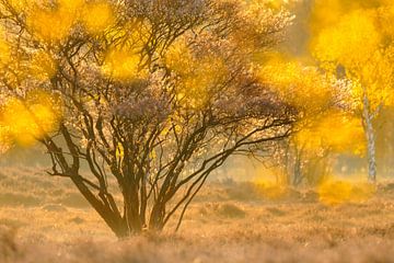 Gele bomen van Andy Luberti