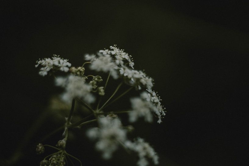 Hogweed by Naturel Fotografie