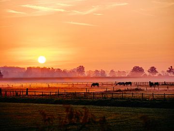 Pferde auf einer Wiese an einem nebligen Septembermorgen. von Jan-Willem Jonker