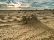 Sandebene der Dünen von Loonse en Drunense von Moniek van Rijbroek Miniaturansicht