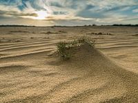 La plaine sablonneuse des dunes de Loonse en Drunense