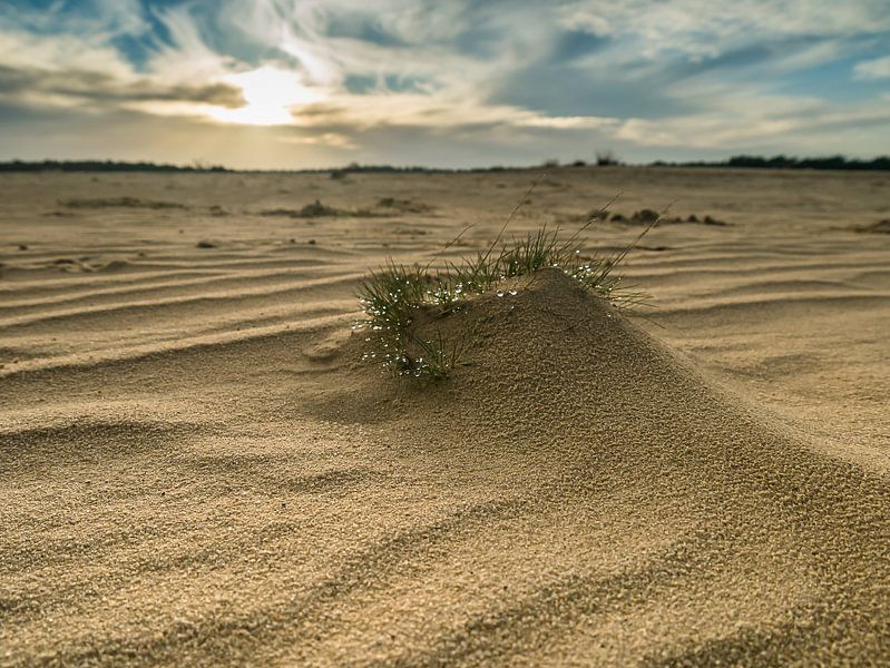 Sandebene der Dünen von Loonse en Drunense von Moniek van Rijbroek