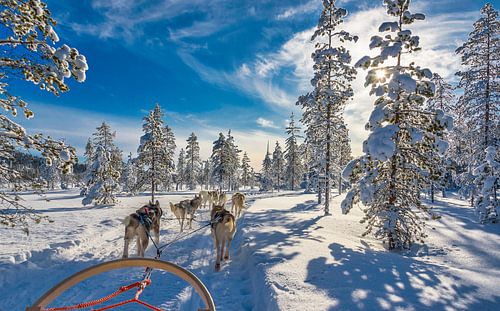 De zon schijnt door de besneeuwde bomen tijdens een huskytocht, Finland