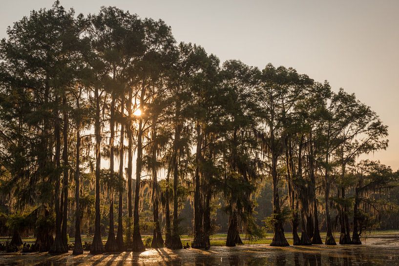 Sunlight through the bald cypress trees par Edwin Mooijaart