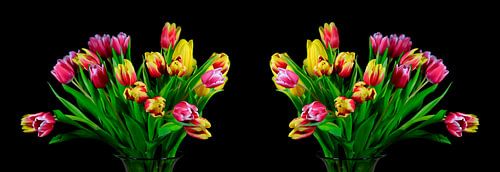 Tulip blossom panorama