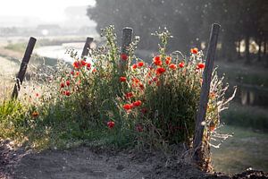 klaprozen langs de weg