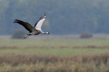 Kraanvogel (Grus grus, grijze kraanvogel) tijdens de vlucht over natte en vochtige weiden, wilde die