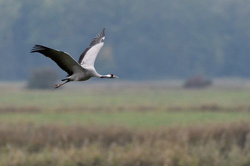 Kranich ( Grus grus, Graukranich ) im Flug über nassfeuchte Wiesen, wildlife, Europa.