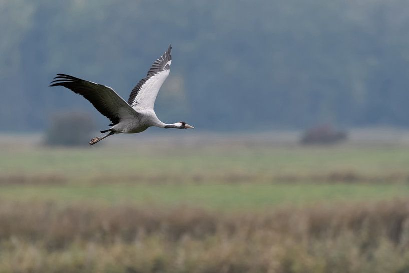 Grue ( Grus grus, grue grise ) en vol au-dessus de prairies humides et mouillées, faune et flore, Eu par wunderbare Erde