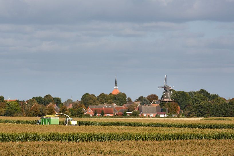 Maisernte von Rolf Pötsch