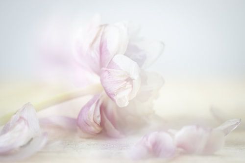 tulp met losse baladjes