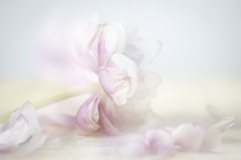 tulip with loose balad by natascha verbij