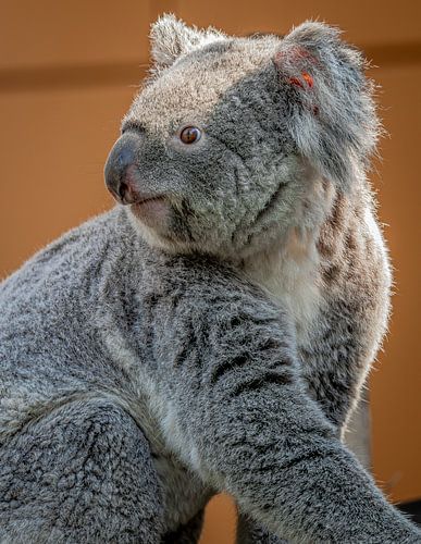Stunning close-up portrait of a seated Koala bear, looking curious