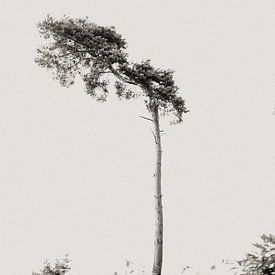 Einzelbaum von Floortje Louise