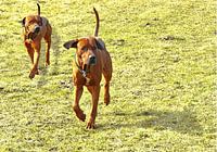 Rhodesian Ridgeback Brothers