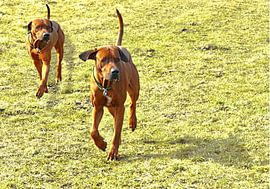 Rhodesian Ridgeback Brothers by Dagmar Behrens