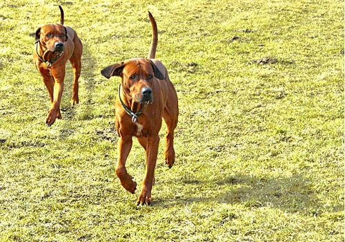 Rhodesian Ridgeback Brothers