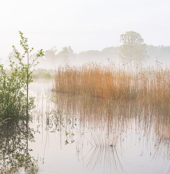 Sunrise Dwingelderveld (Netherlands) by Marcel Kerdijk