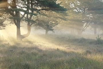 At the line between seasons sur Olha Rohulya