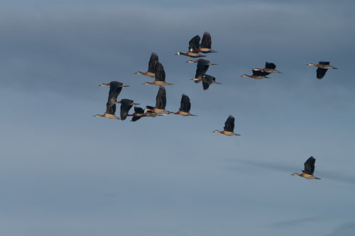 Flock of White-Faced Whistling Ducks Flying Against Blue Sky