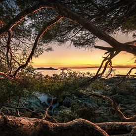 Alter Baum am Meer im Sonnenuntergang