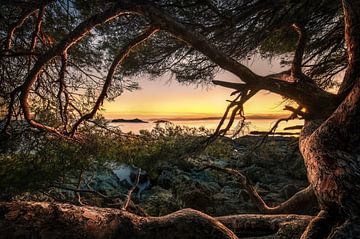 Vieil arbre au bord de la mer au coucher du soleil