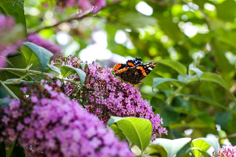 Vlinder op paarse bloem par Erik Koks