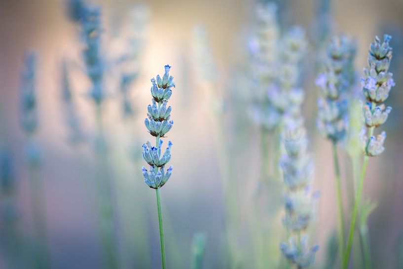 Lavender by Marianne van der Westen