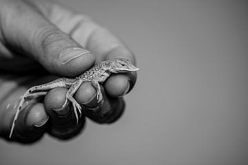 Salamander zwart-wit - Namibie van Sanne Meijer