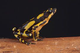 Hoogmoed's Harlequin Toad (Atelopus hoogmoedi) by Ronald Pol
