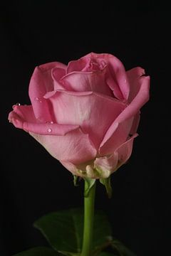 Roos met waterdruppels van Bennie Eenkhoorn