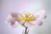 Flowering Rosaceae by Gerry van Roosmalen thumbnail