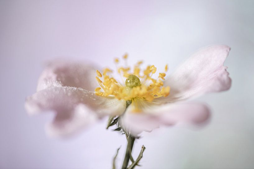 Flowering Rosaceae by Gerry van Roosmalen