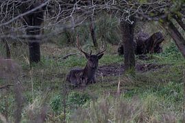 Damherten van Maaike Krimpenfort
