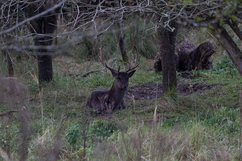 Fallow deer by Maaike Krimpenfort