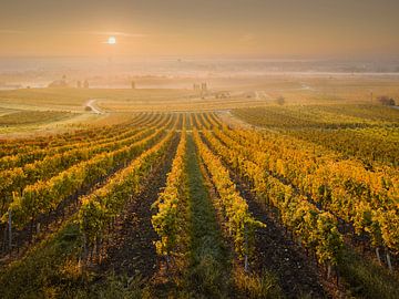 Vineyards by Rainer Mirau